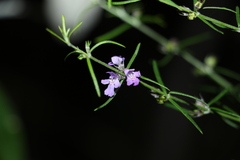 Westringia eremicola