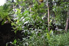 Acacia auriculiformis