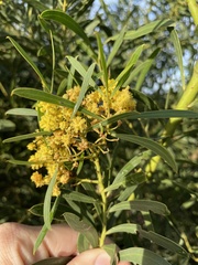 Acacia uncifolia