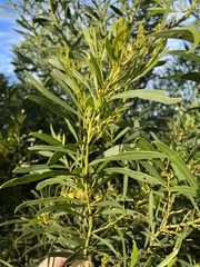 Acacia uncifolia
