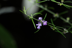 Westringia eremicola