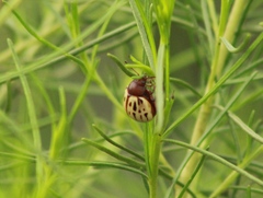 Leptinotarsa lineolata