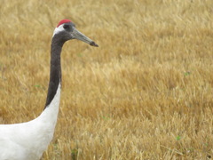 Grus japonensis