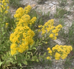 Solidago simplex