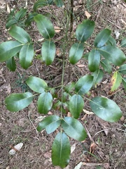 Polyscias elegans