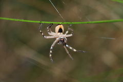 Neosparassus calligaster