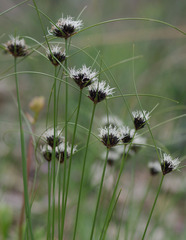 Schoenus curvifolius