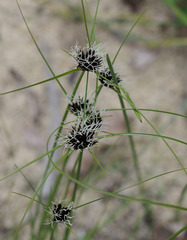 Schoenus curvifolius