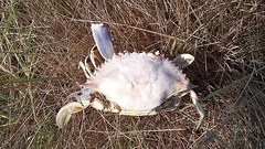Callinectes sapidus