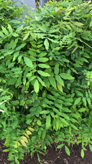 Wisteria sinensis