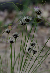 Schoenus curvifolius