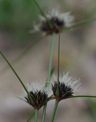 Schoenus curvifolius