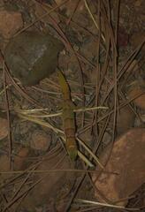 Microgecko helenae helenae