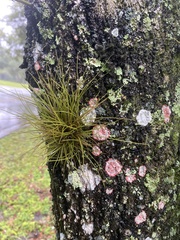 Tillandsia setacea