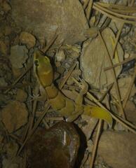 Microgecko helenae helenae