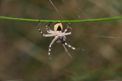 Neosparassus calligaster