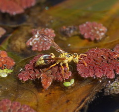 Ropalidia romandi