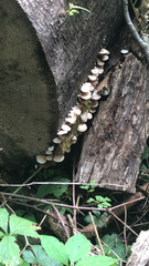 Scytinotus longinquus