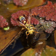 Ropalidia romandi