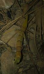 Microgecko helenae helenae