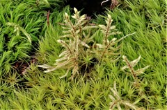 Pleurozium schreberi