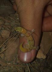 Microgecko helenae helenae