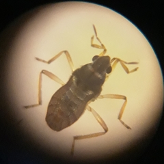 Microvelia