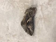 Autographa