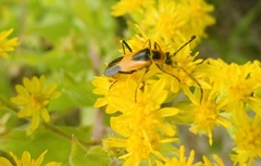 Chauliognathus basalis