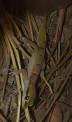 Microgecko helenae helenae