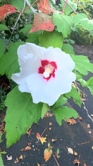 Hibiscus syriacus