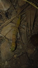 Microgecko helenae helenae