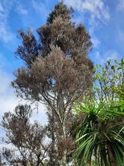 Dacrycarpus dacrydioides