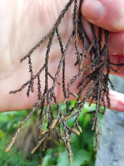 Dacrycarpus dacrydioides