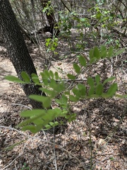 Styphnolobium affine