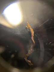 Ophiocordyceps variabilis