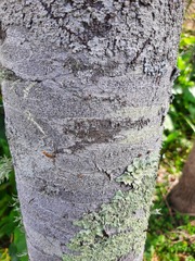 Dacrycarpus dacrydioides