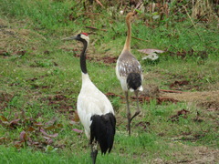 Grus japonensis