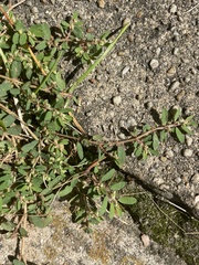 Euphorbia maculata