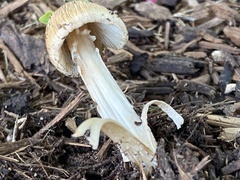 Pseudosperma sororium