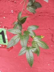 Passiflora tarminiana