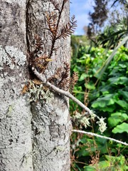 Dacrycarpus dacrydioides