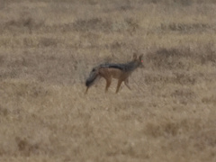Lupulella mesomelas schmidti
