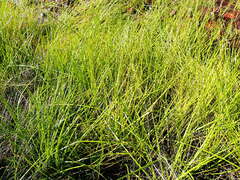 Isolepis prolifera