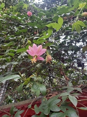 Passiflora tarminiana