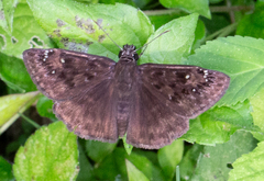 Erynnis horatius
