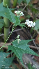 Ripariosida hermaphrodita