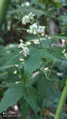 Ripariosida hermaphrodita