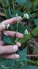 Ripariosida hermaphrodita