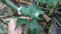 Ripariosida hermaphrodita